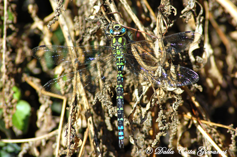 Libellula (arcobaleno) - Aeshna cyanea maschio